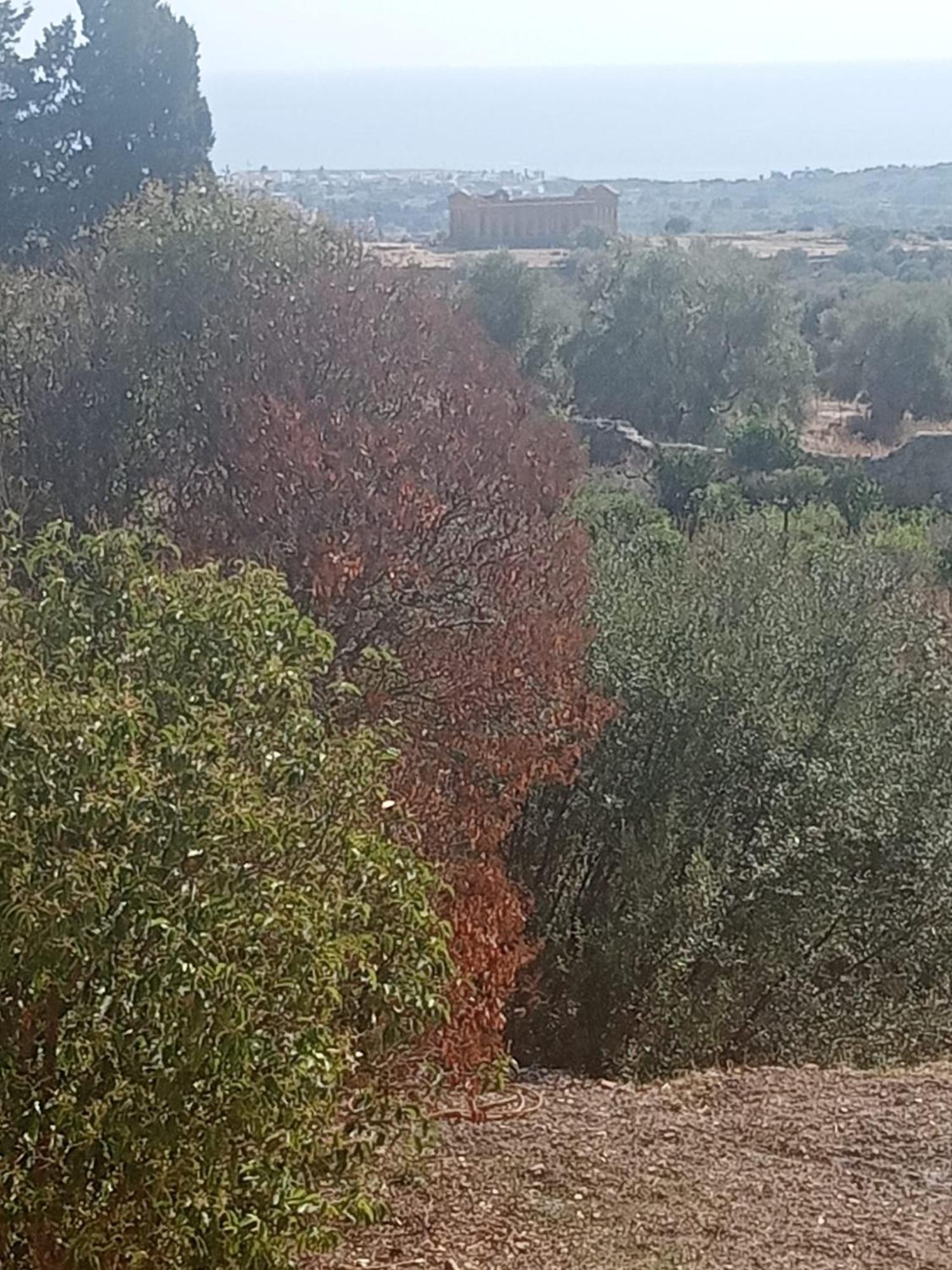 La Villa Di Minerva أغريجنتو المظهر الخارجي الصورة